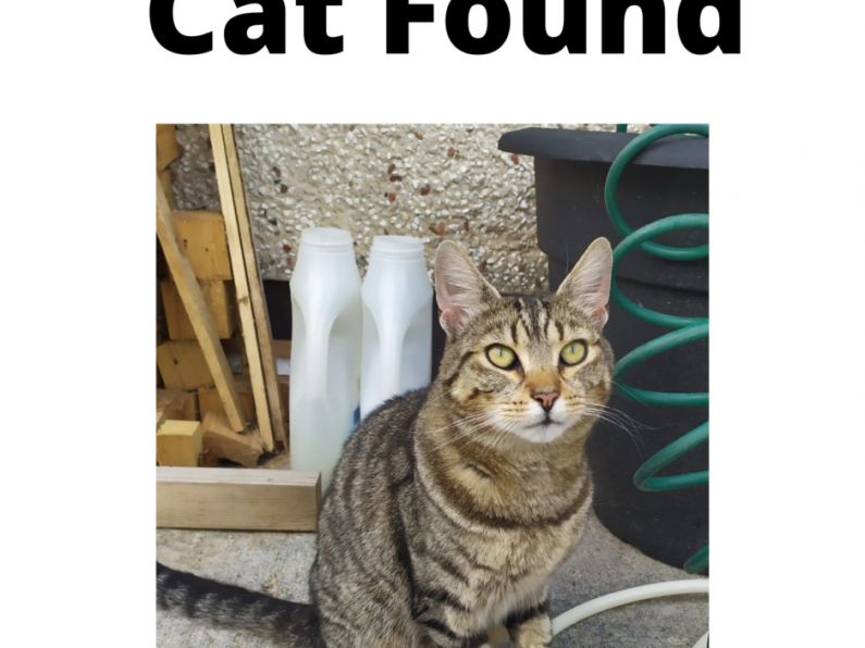 Found : Female cat found