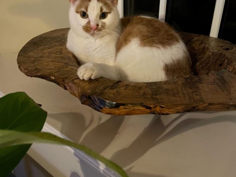 Lost: Ginger and white male cat