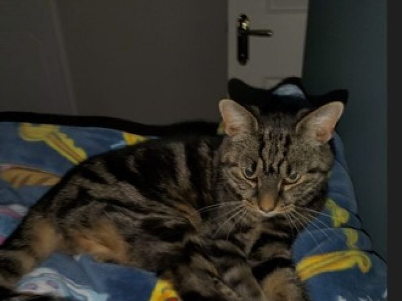 Lost: Tabby cat