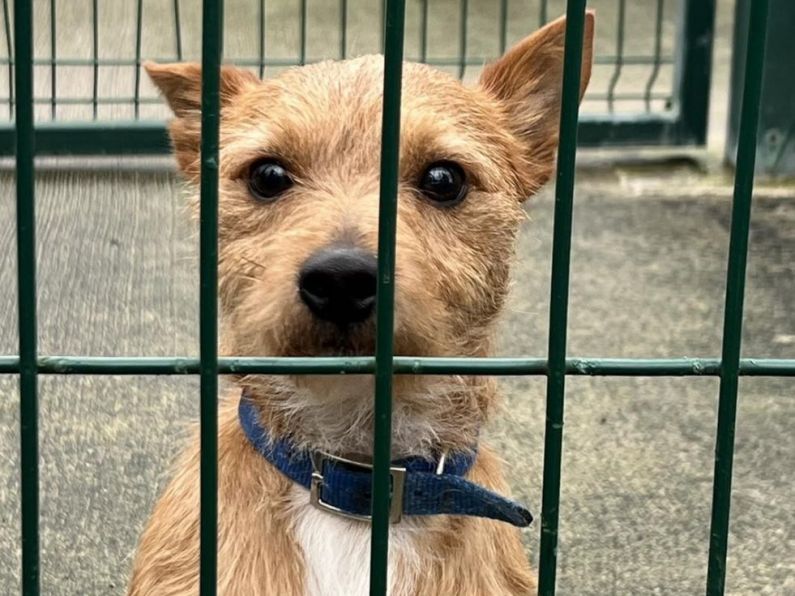 Dog abandoned at Ferrybank groomers