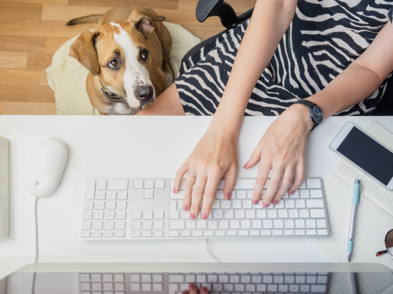 A new initiative is encouraging workplaces to allow employees bring their dogs to work