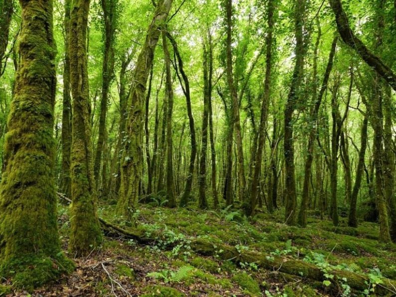 Appeal over issues facing forestry industry