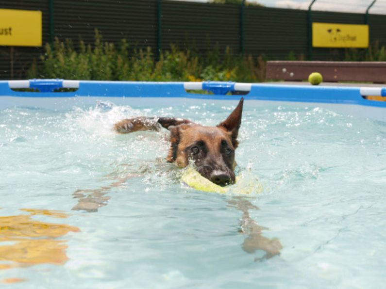 Dog owners warned to walk pets 'early or after sunset' amid high temperatures