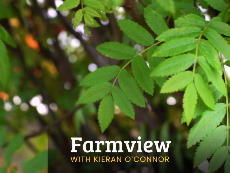 Listen Back: Farmview Aug 29th, 2024