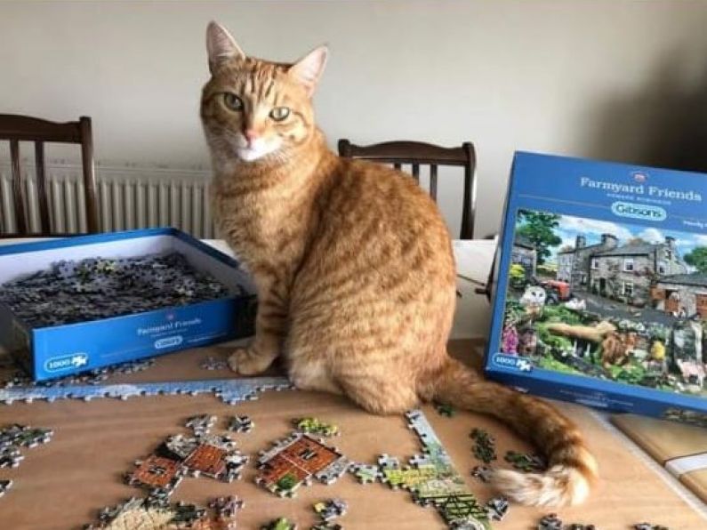 Lost:  A ginger cat