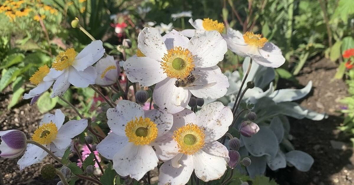 Dungarvan Flower & Garden Club Demonstration - Wednesday 6th September - Vimarsana News