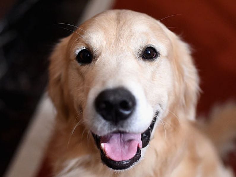 Girl allegedly attacked by golden retriever dog settles claim for €115,000