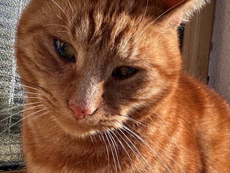 Found - A beautiful ginger Tom cat