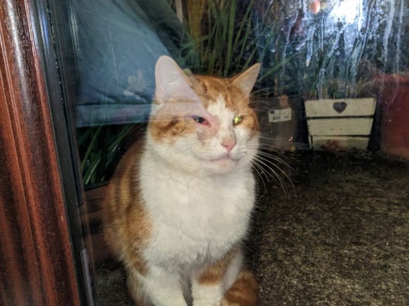 Found: A Ginger and white cat