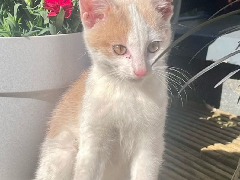 Found:  a small white and ginger kitten