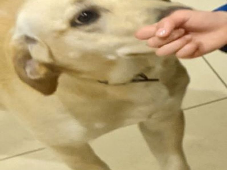 Lost:  a beige medium size dog