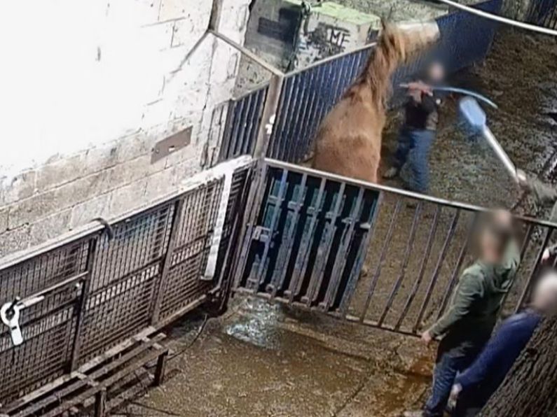 Major protest planned outside factory over 'abhorrent' horse abuse footage