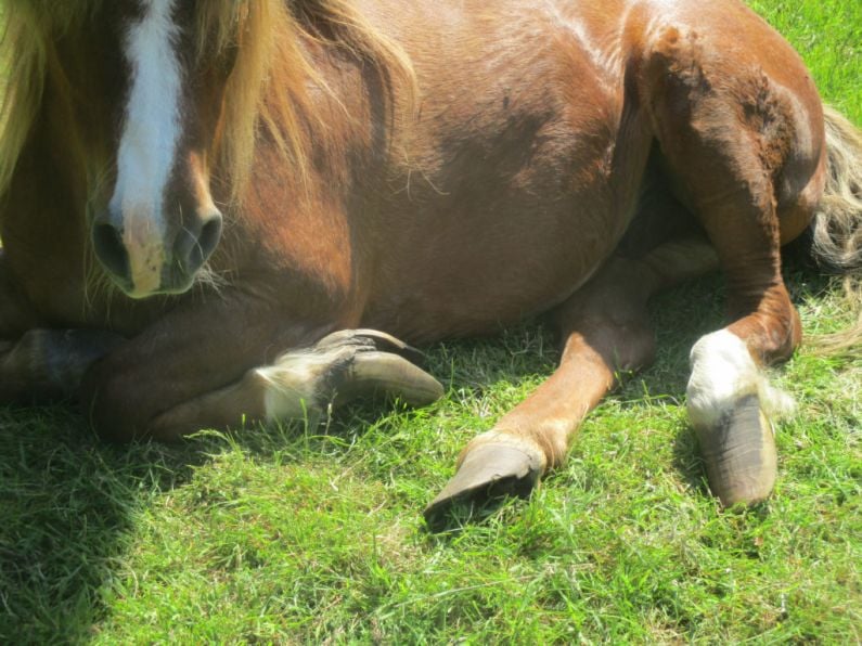 Man fined and banned from keeping equines for five years following neglect