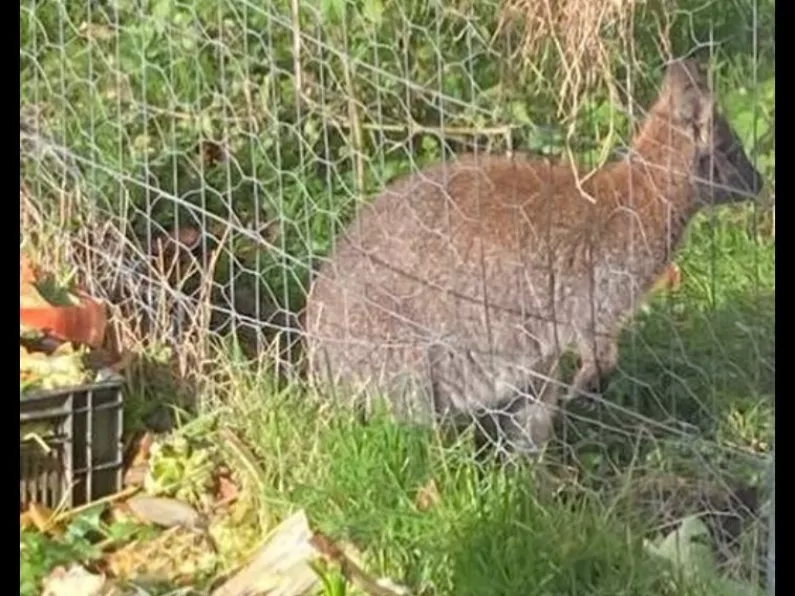 Listen: Joey the Wallaby found safe in Waterford
