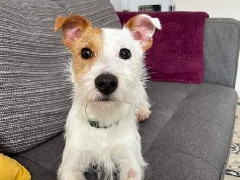 Lost:  a Jack Russell