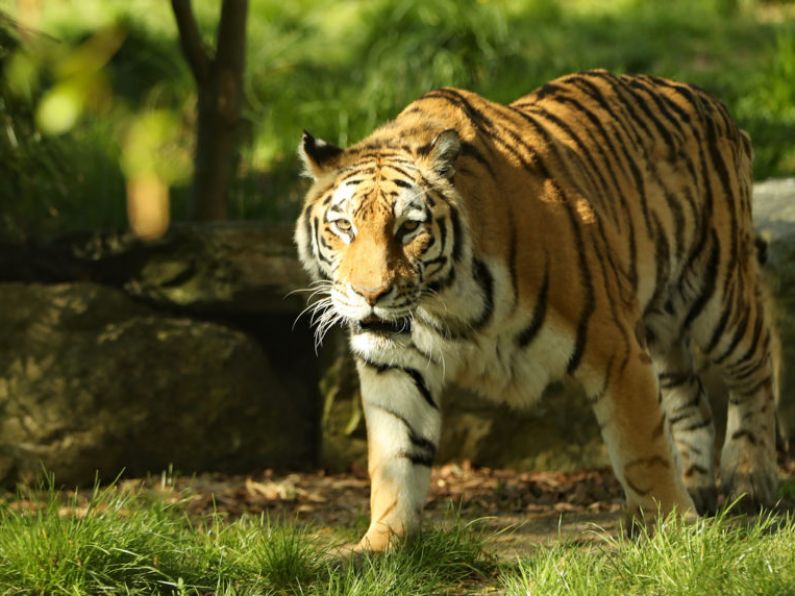 Dublin Zoo disputes allegations of mistreating animals