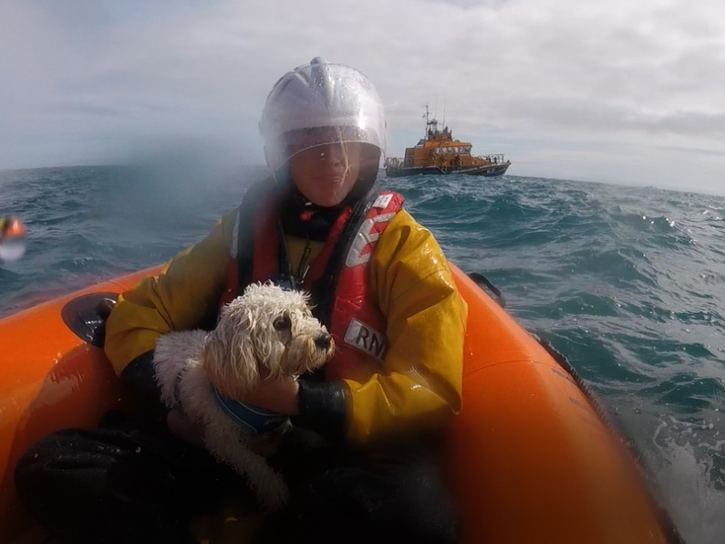 Dunmore East RNLI rescue dog that fell over 30m cliff