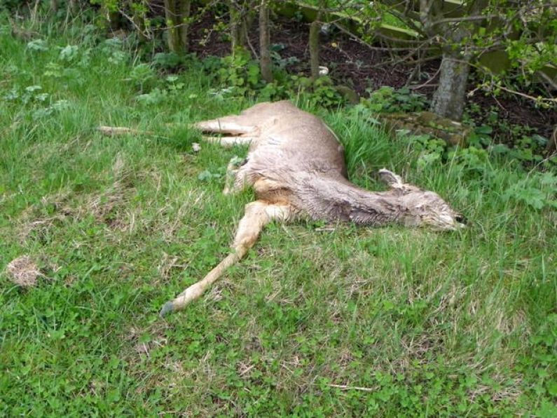 Deer warning after collision near Cheekpoint