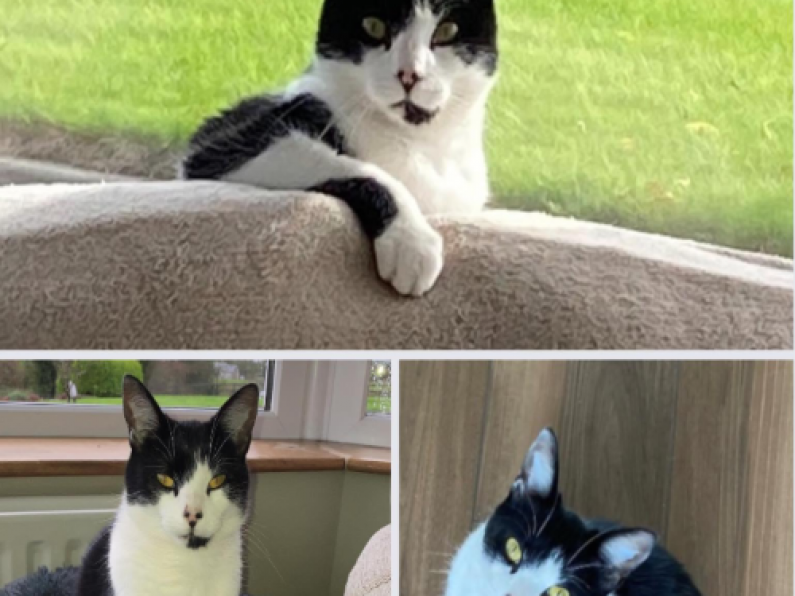 Lost: a black and white cat