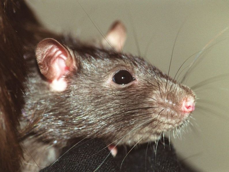 Former employee jailed after releasing rats into Cork council offices
