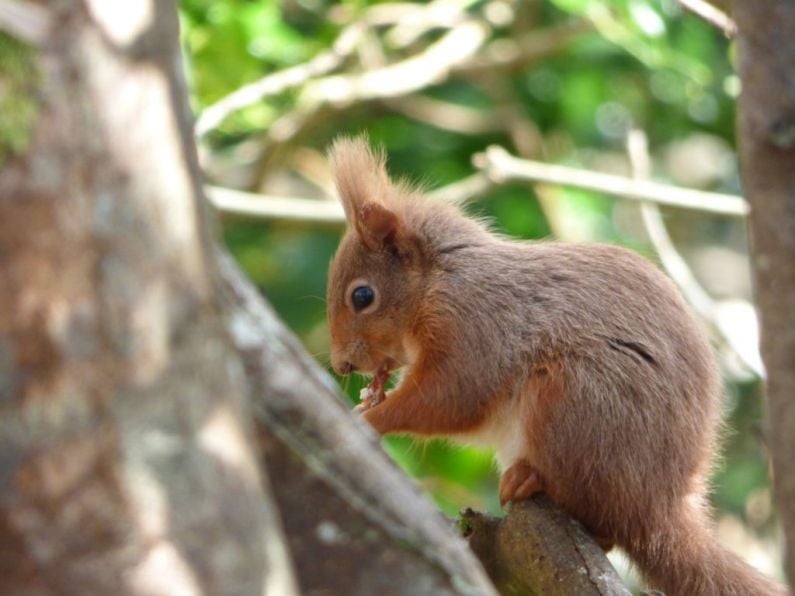 People in Waterford asked to give public support to help revive red squirrel