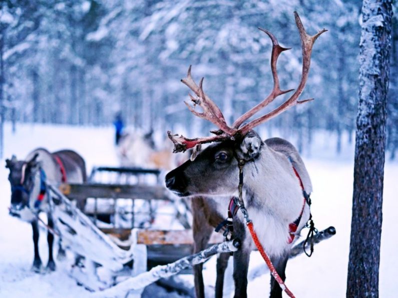 Secret behind magic power of Santa’s Reindeer discovered by Waterford scientists