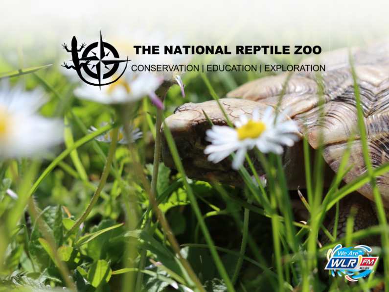 World Animal Week 2023 with The National Reptile Zoo
