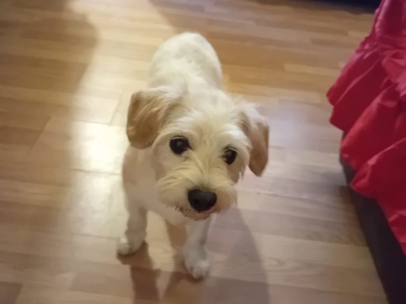 Lost: a white and beige wire haired terrier