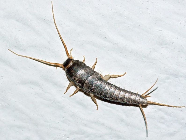 Waterford accounts for fifth most Rentokil callouts for Silverfish