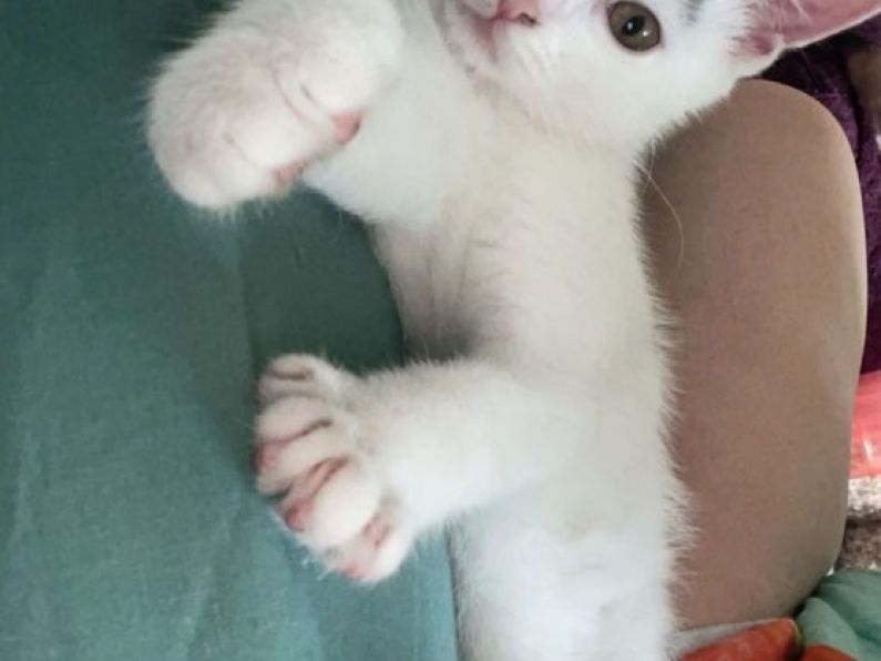 Lost - 4 month Kitten