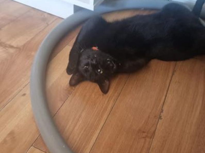 Lost: A 1yr old black cat