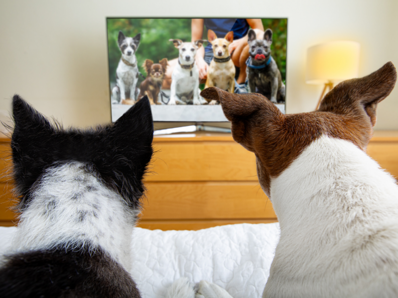 LISTEN: TV For Dogs Is On The Way!