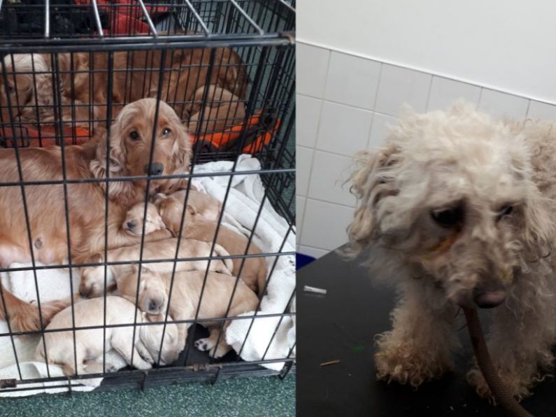 Cappoquin man sentenced to three months for illegal puppy farm