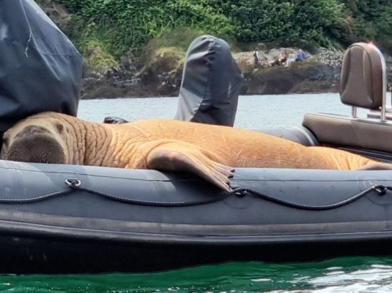 Wandering Walrus spotted off Waterford coastline