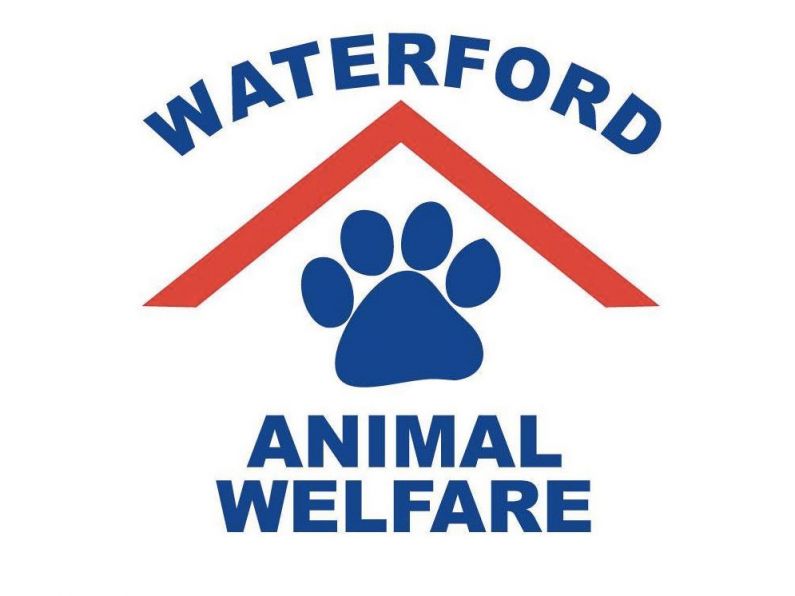 Second horse seized in Waterford City may not survive