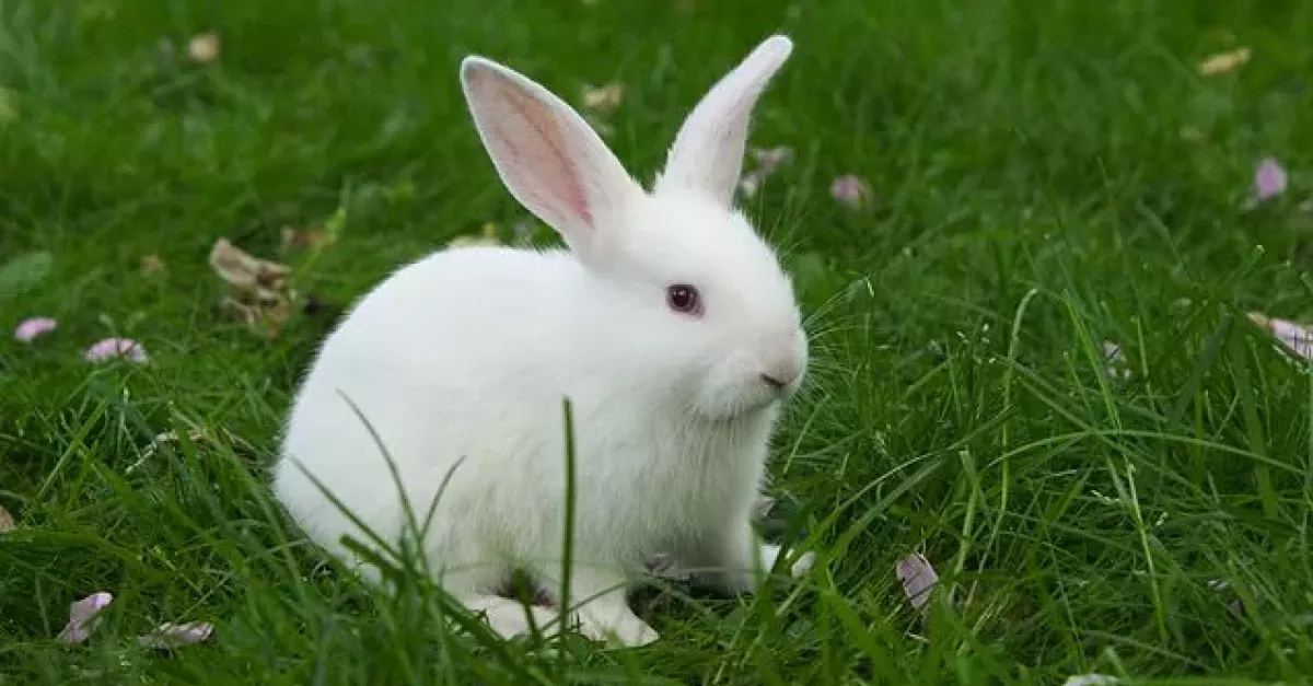 Lost: White Rabbit | WLRFM.com