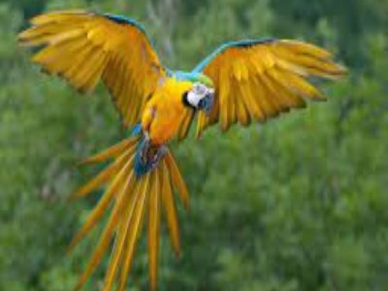 Lost: a blue and gold Macaw