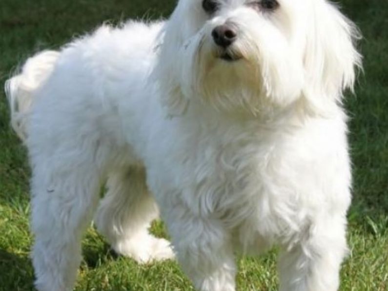 Found: Small, white Maltese dog in The Glen, Waterford City