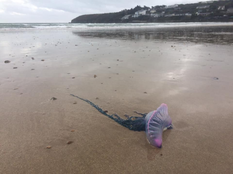 Ardmore coastguard warns over Portugese man o'war