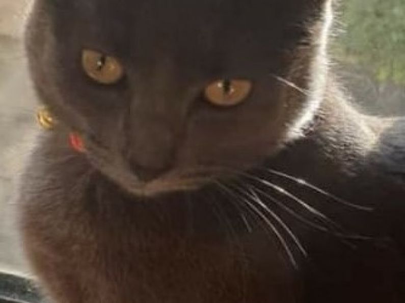 Lost: Charcoal Cat