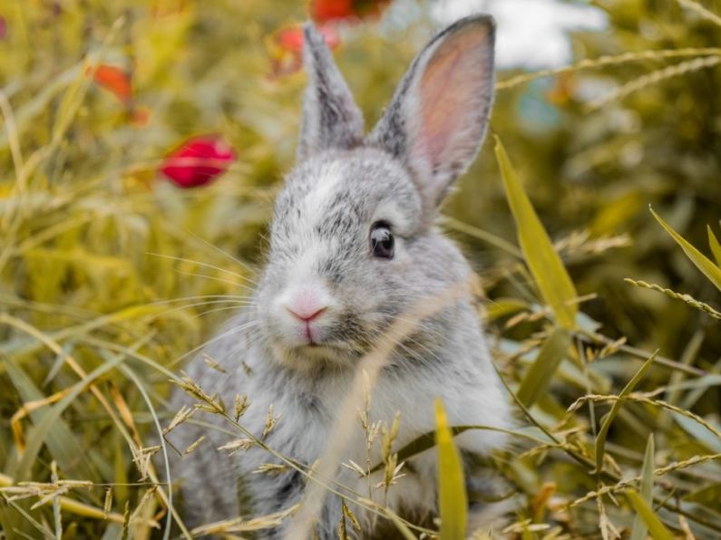QUIZ: How well do you know these famous rabbits?