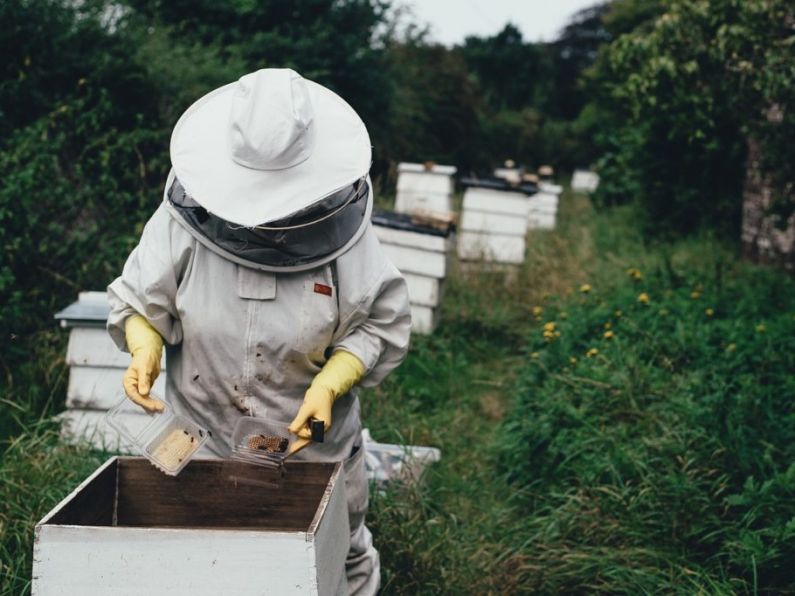 Crime Buzzters: Kilmacthomas Gardaí investigating theft of beehive