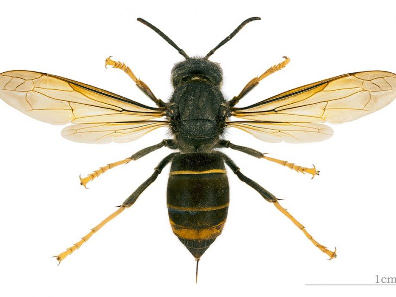 Waterford beekeepers highlight threat of Asian Hornet arrival!