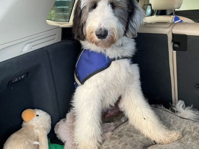 Lost: A sheepadoodle called Noah