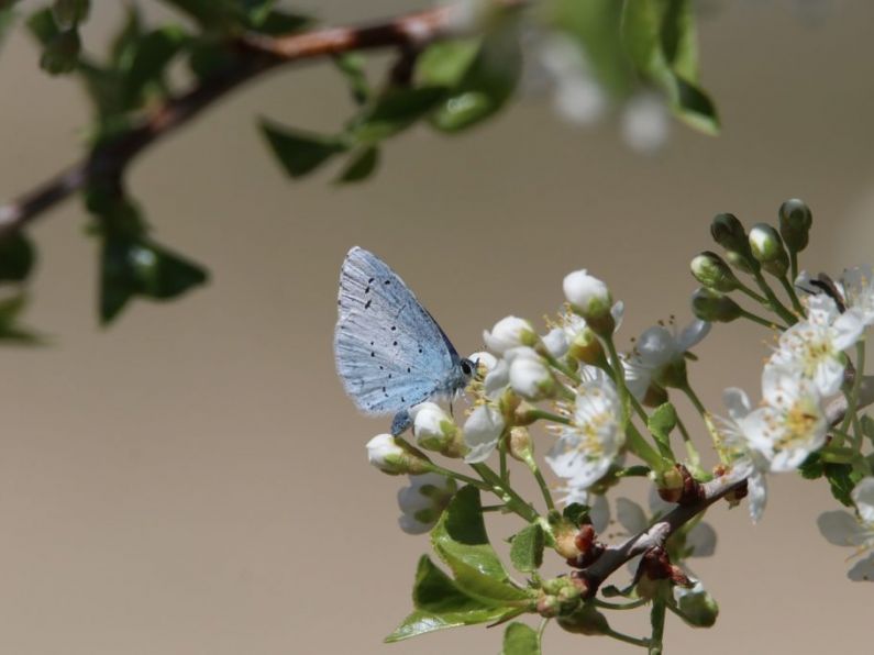 Waterford one of three counties without specific Biodiversity Officer