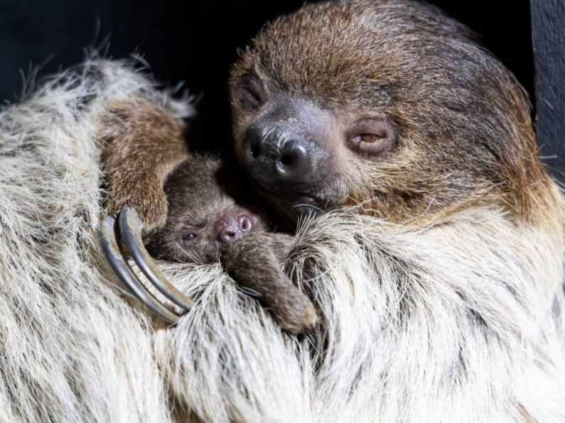 Fota Wildlife Park welcomes Baby Sloth