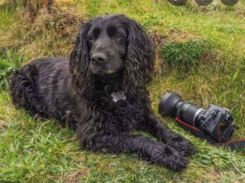 Lost: Black, hairy, cocker style dog