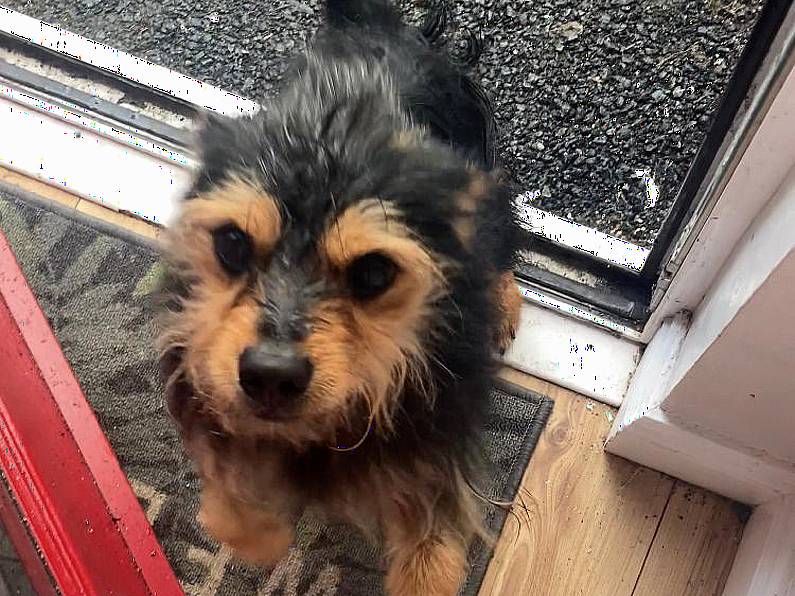 Found – A black and Brown little dog