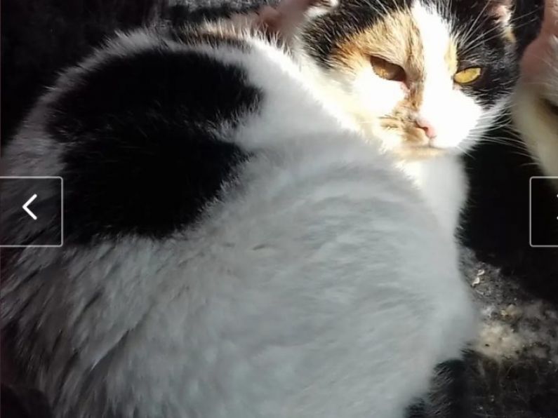 Lost: a Female neutered calico cat