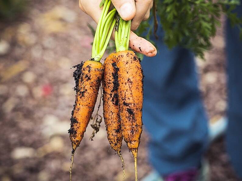 Butler Community Centre Waterford wants to help people grow an urban garden